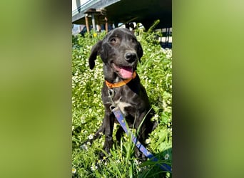 Penny: Drolliges Labbi-Mix-Welpi