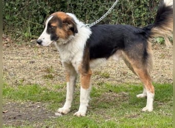 Charlie: Dein neuer Kuschelfreund