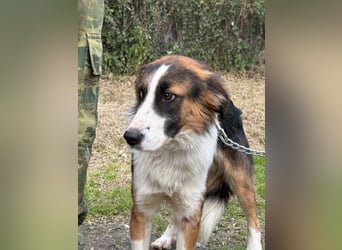 Charlie: Dein neuer Kuschelfreund