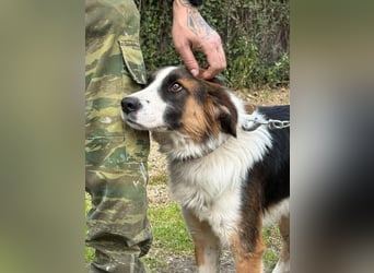 Charlie: Dein neuer Kuschelfreund