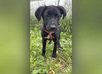 Matilda - lebensfroh und verspielt