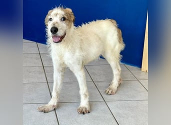 Welpenalarm: Herziger Cluso