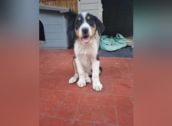 Herziges Hundekind Thea