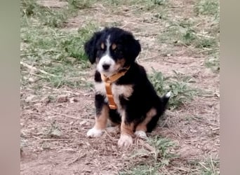 Herziges Hundekind Devin