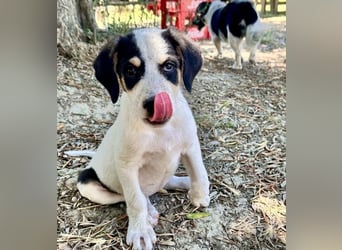 Putziges Hundebaby Momo