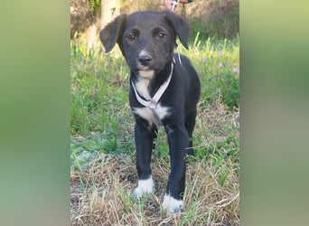 Herziges Welpenmädchen Fritzi