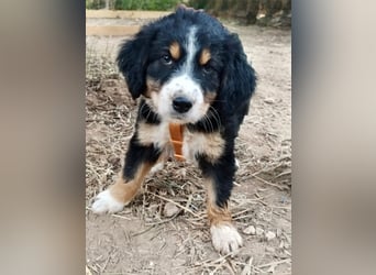 Herziges Hundekind Devin