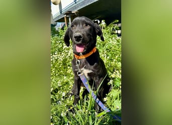 Penny: Drolliges Labbi-Mix-Welpi