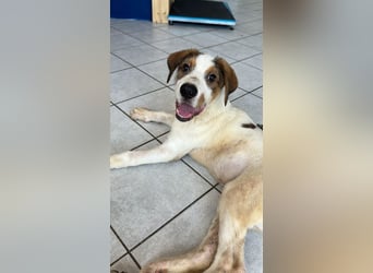 Welpenalarm: Knuffiger Caster