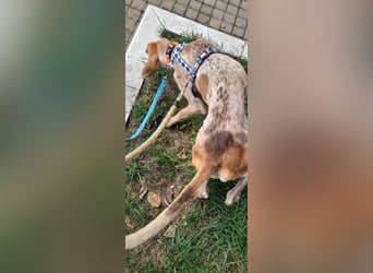 Feivel ist voller Energie und Liebe