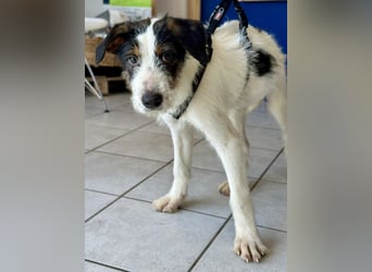 Welpenalarm: Putziger Cain