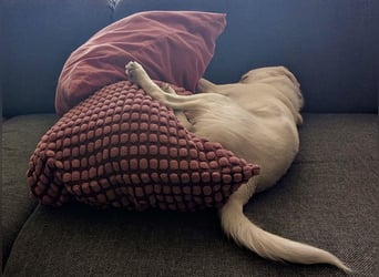 Mylo = Goldschatz