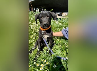 Penny: Drolliges Labbi-Mix-Welpi