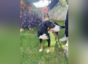 Lilla ist ein ruhiger und anhänglicher Schatz