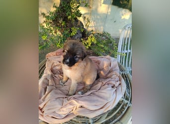 RESERVIERT-Welpenalarm: Putzige Frieda