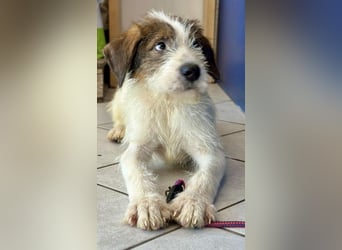 Welpenalarm: Bezaubernder Chap