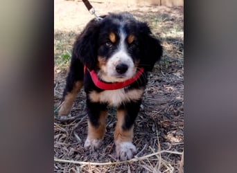 Herziges Hundekind Devin