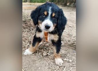 Herziges Hundekind Devin