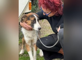 Charlie: Dein neuer Kuschelfreund