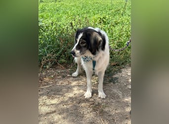 Daisy ist gerne in Bewegung