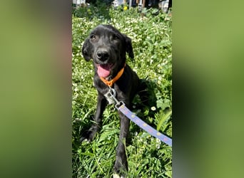 Penny: Drolliges Labbi-Mix-Welpi