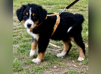 Herziges Hundekind Devin