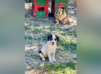 Putziges Hundebaby Momo