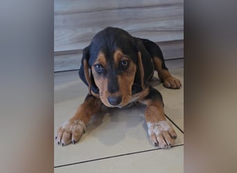 Ollie: Bezaubernder Sonnenschein