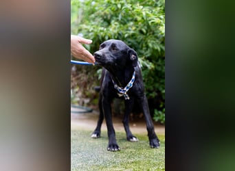 Fritzi: Cleveres Herz auf vier Pfoten