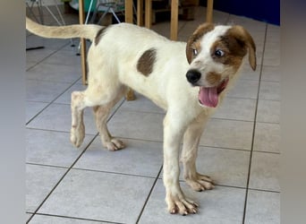 Welpenalarm: Knuffiger Caster