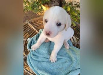 RESERVIERT - Welpenalarm: Knuffiger Faro