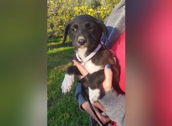 Herziges Welpenmädchen Fritzi