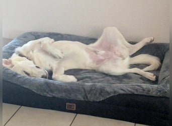 Mylo = Goldschatz