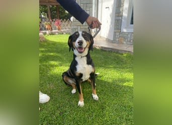 Lilla ist ein ruhiger und anhänglicher Schatz