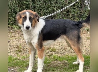 Charlie: Dein neuer Kuschelfreund