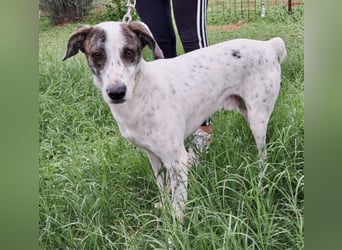 Treuer Lui wartet auf seine Chance