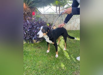 Lilla ist ein ruhiger und anhänglicher Schatz