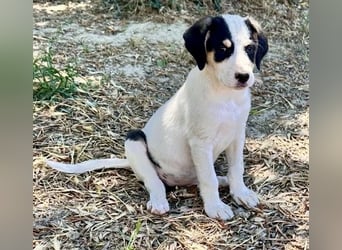 Putziges Hundebaby Momo