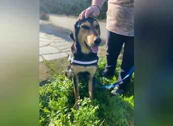 Oreo ist ein Volltreffer!