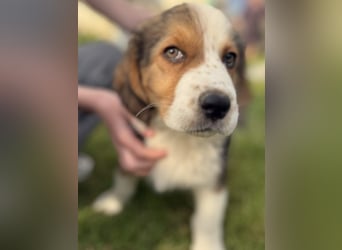 Putziges Hundebaby Arushi