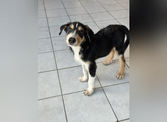 Welpenalarm: Goldiger Chip