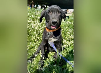 Penny: Drolliges Labbi-Mix-Welpi