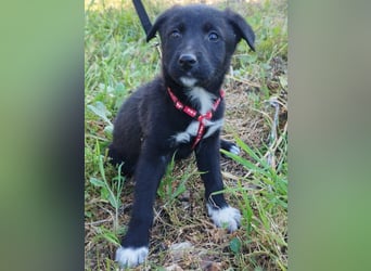 Feeby: Bezaubernder Sonnenschein