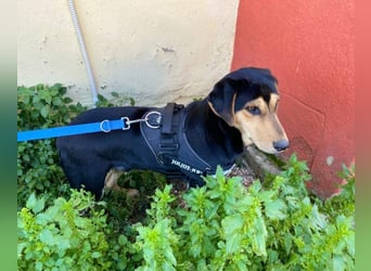 Oreo ist ein Volltreffer!