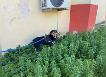 Oreo ist ein Volltreffer!