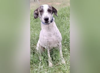 Treuer Lui wartet auf seine Chance