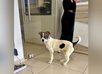 Goldiger Roulis ist ein Herzenshund