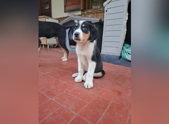 Herziges Hundekind Thea