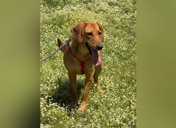 Lucy - freundlich und menschenbezogen