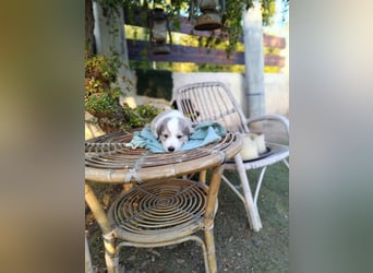 RESERVIERT- Welpenalarm: Herziger Finn